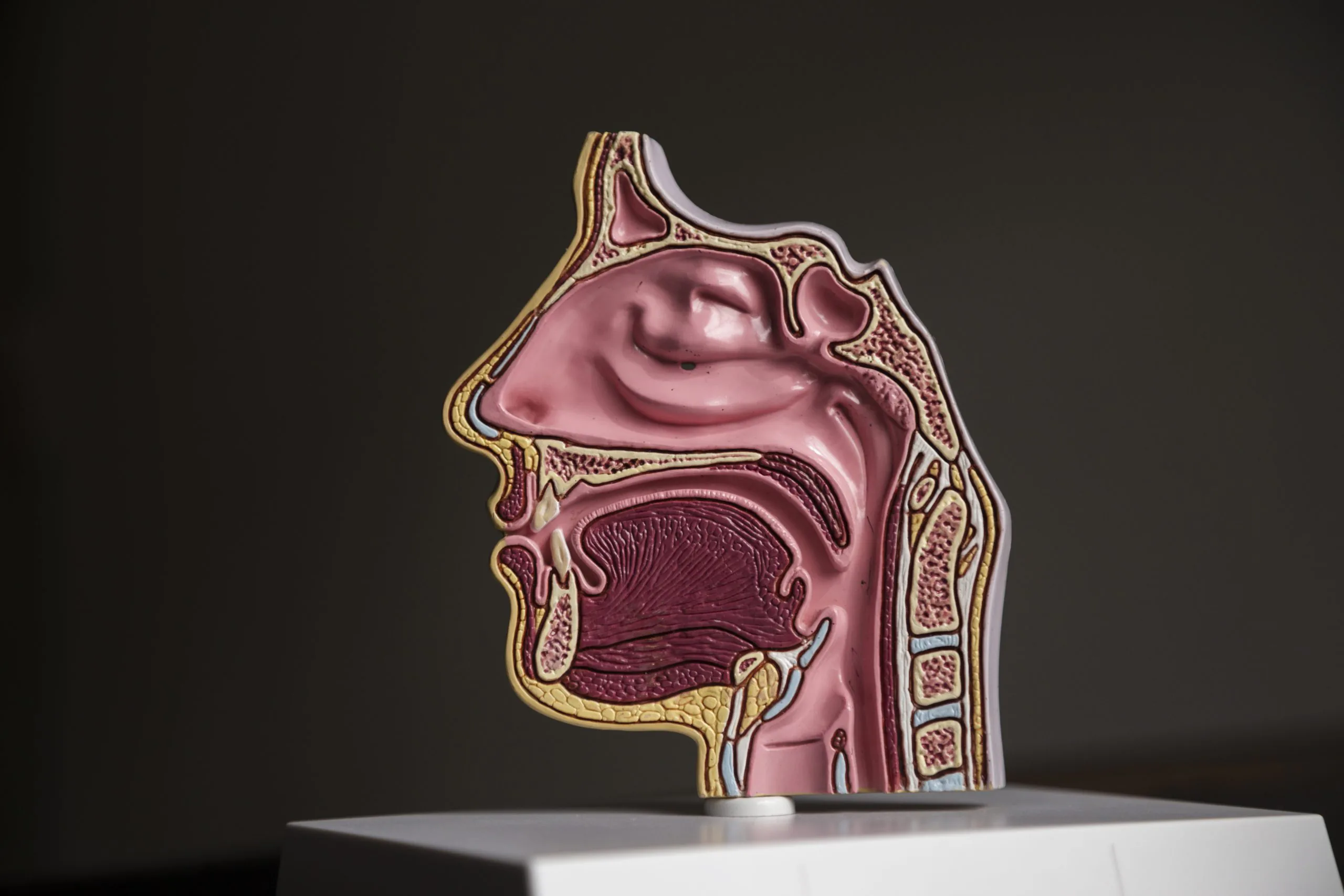 Side view of anatomical model Care of a nasogastric tube
