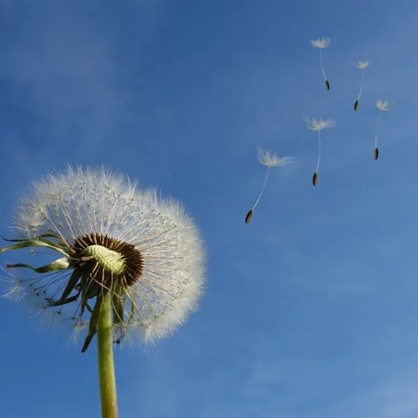 Late Stage Dementia and End of Life care - image of a dandelion blowing in the wind